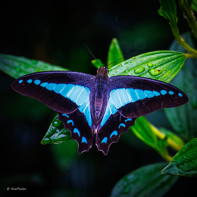 Blue triangle butterfly - Graphium choredon