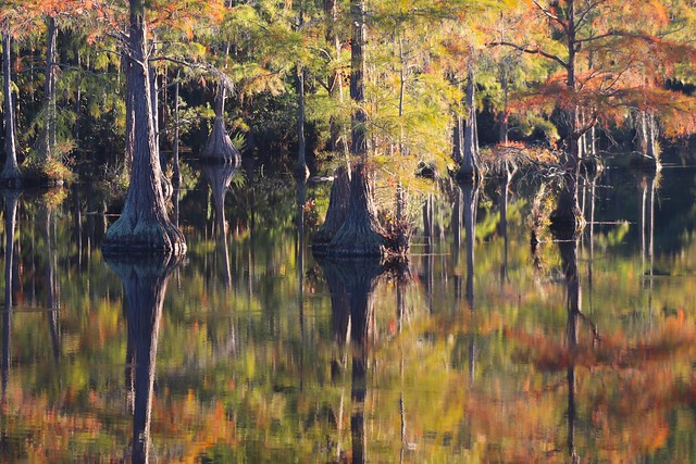 autumn cypress pond