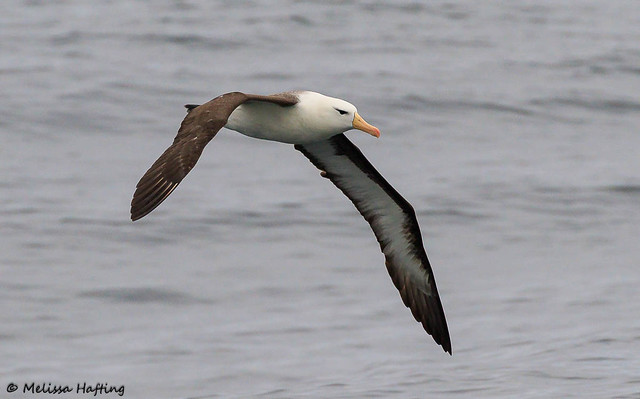 Black-browed Albatross (Thalassarche melanophris) - Beagle Channel, AR and CH