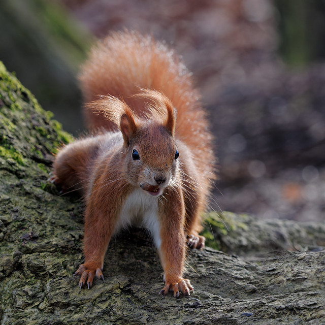 Eichhörnchen  < <  Squirrel