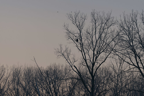 Eagle in Tree at Sunset 
