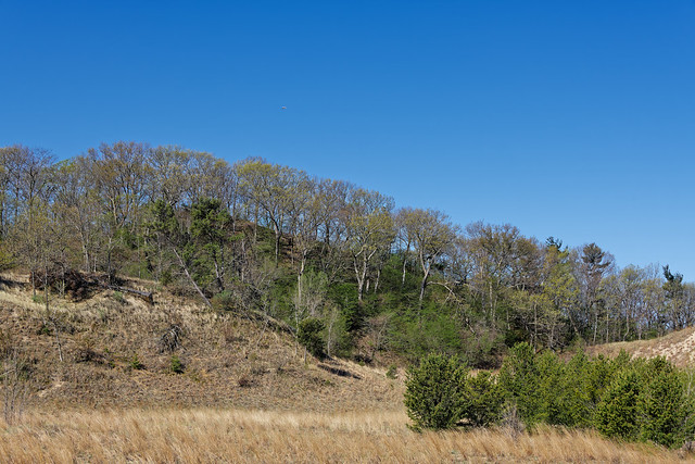 A Lone Seagull Flying High Over the Trees and Woods in Indiana Dunes National Park