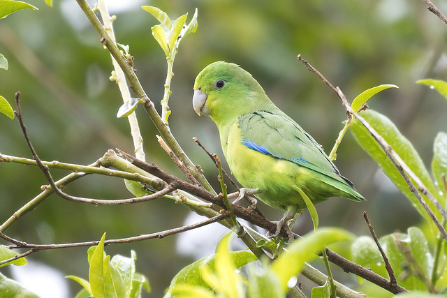 Cobalt-rumped Parrotlet (Forpus xanthopterygius), male