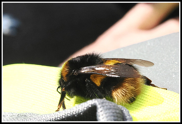 Buff-tailed bumblebee: Queen