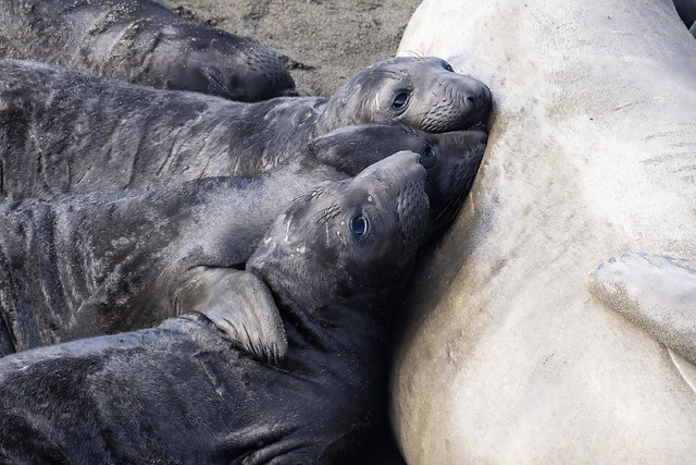 Northern Elephant Seals, Drinking Buddies
