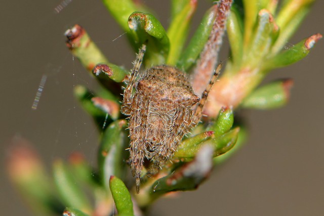 Orb-Weaver Spider (Araneus) on California Buckwheat