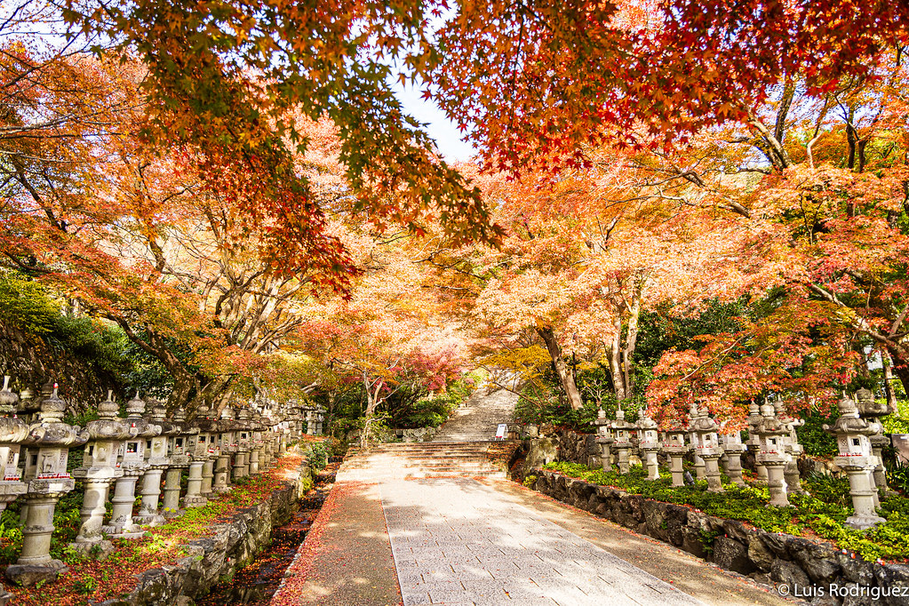 En oto&ntilde;o los &aacute;rboles del templo Katsuo-ji se tornan de mil colores