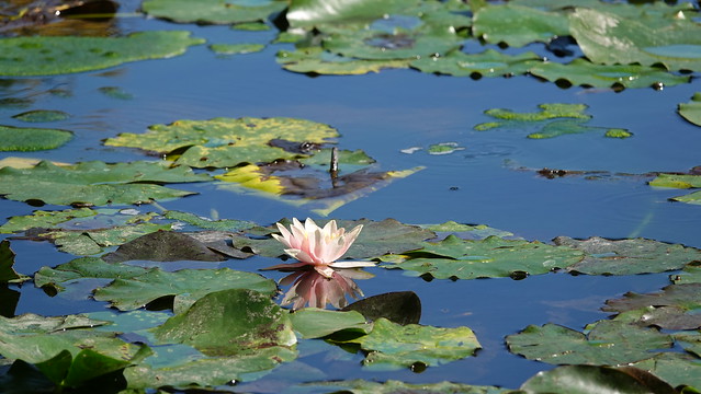 Seerosenteich - Waterlily Pond