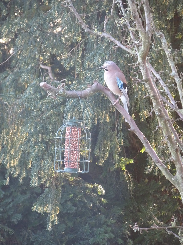 Jay on the peanut bird feeder