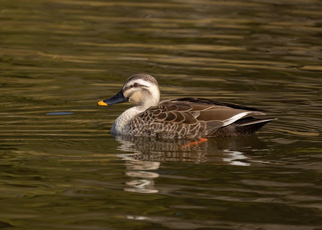 Eastern Spot-billed Duck - Anas zonorhyncha