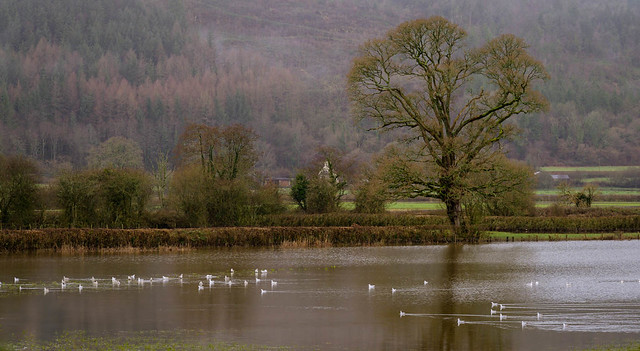 Gulls in Flood Water
