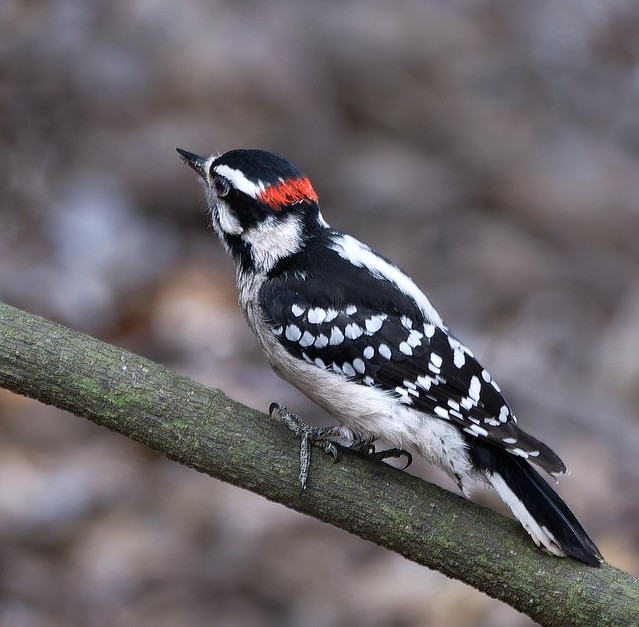 Downy Woodpecker  male