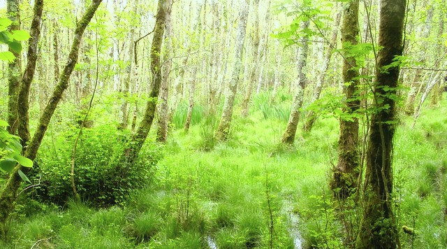 Killarney forest