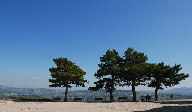 The pines on the view point