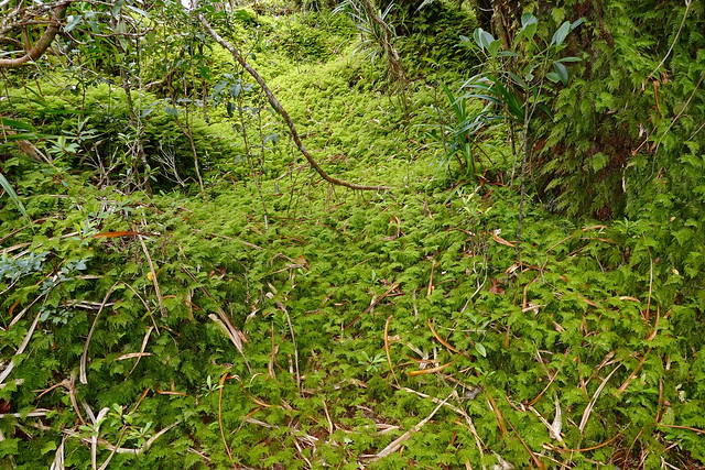 Hymenophyllum deplanchei