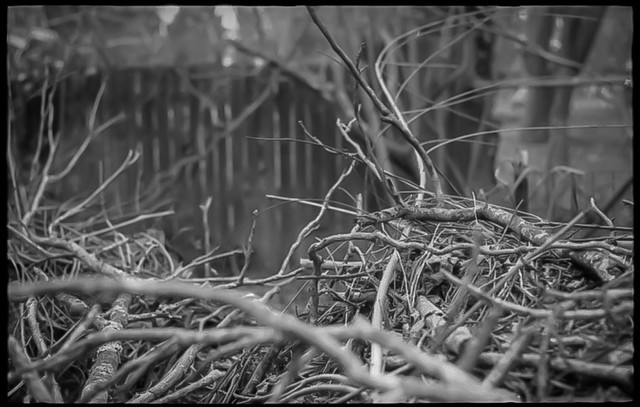 inside a cluster, branches and twigs, yard, Asheville, NC, Ansco Super Memar, 35mm camera, Eastman Double X 200, FPP monobath developer, 2.9.24
