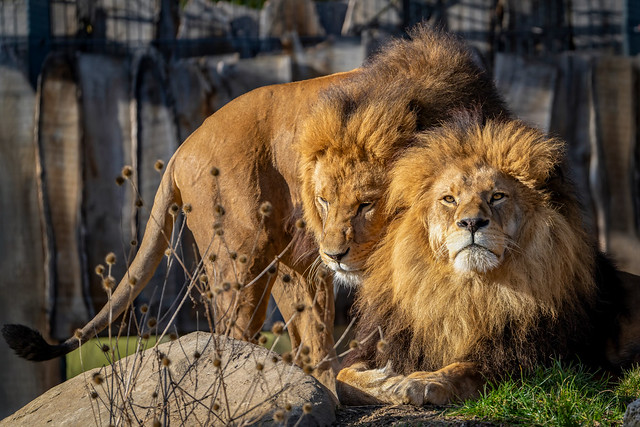 Löwen Brüder (Explored)