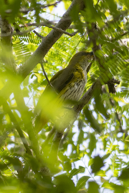 Tirunelveli Birds-79 - Oriolus kundoo
