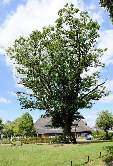 4247 Stileiche am Dorfplatz, Naturdenkmal - sogen. Kaisereiche gepflanzt 1897, der Baum steht unter Naturschutz; Fotos von Ratekau, eine Ortschaft in der gleichnamigen Gemeinde  im Kreis Ostholstein in Schleswig-Holstein.
