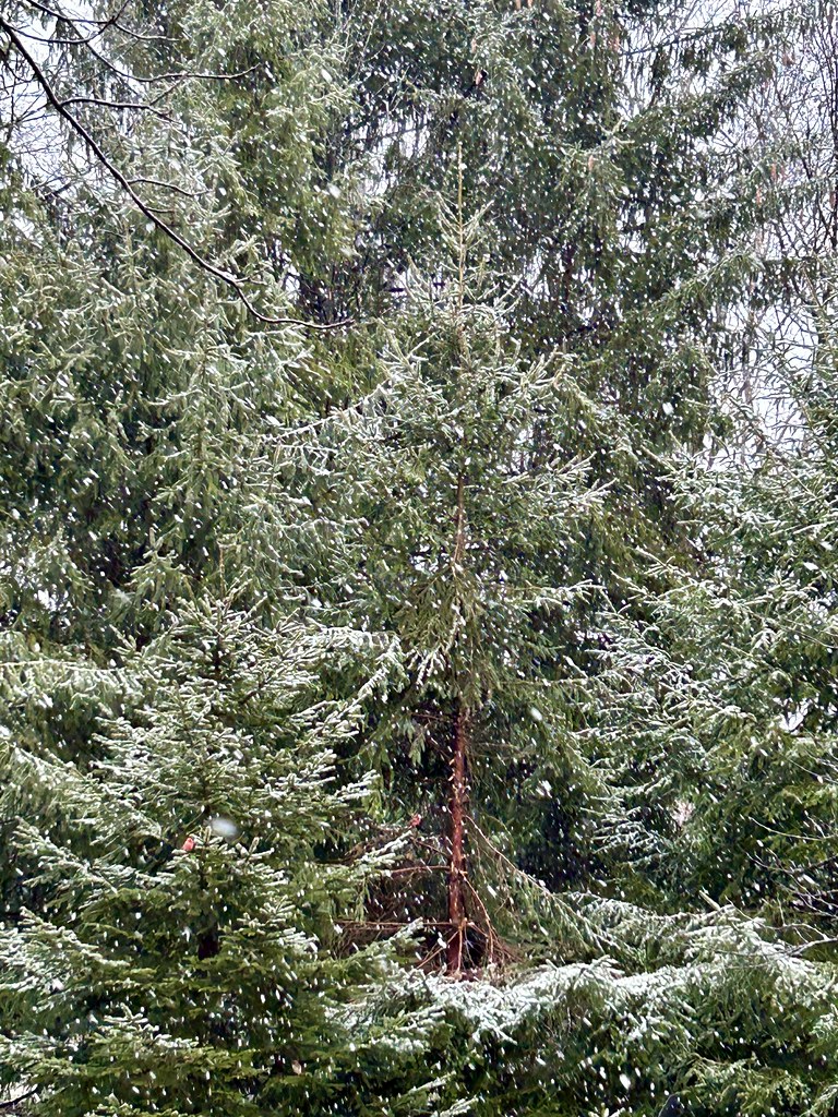 Snow Falling on Spruces