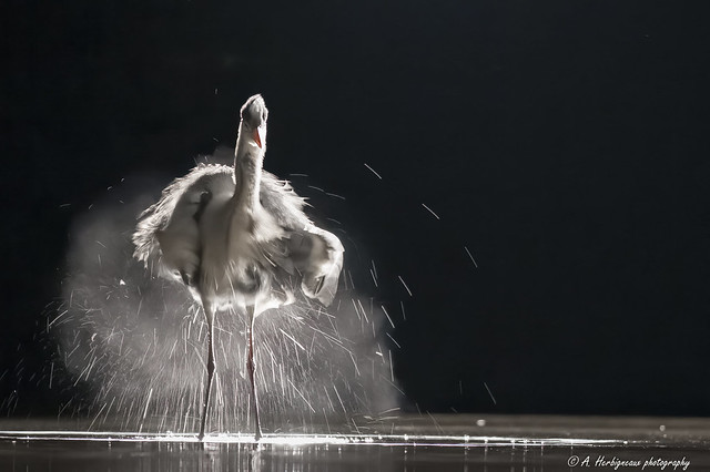 The heron snorts, le Heron cendré s'ébroue