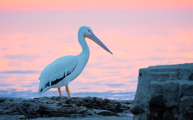 Pelican at Dawn