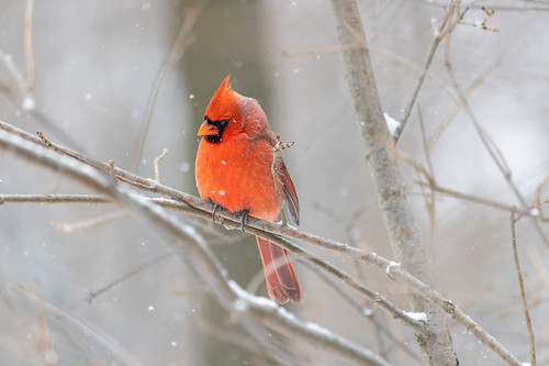 Red Cardinal | by Ben-ah
