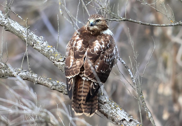 red-tailed hawk juvenile near Freeport IA 116A7738