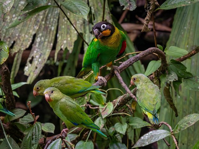 Orange-cheeked Parrot, Cobalt-winged Parakeets