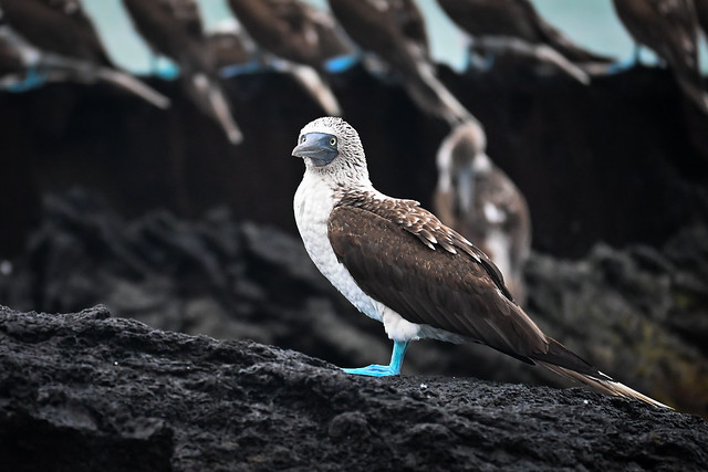 Blue-Footed Booby - Isabela Island Galapagos