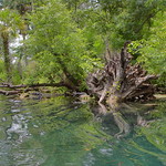 Clear turquoise water of a spring-fed river in Silver Springs State Park, Florida As one of America’s largest springs, Silver Springs in Florida has crystal clear water, an interesting ecosystem of rivers and channels and a huge variety of plants and wildlife.  As Florida&#039;s oldest attraction, the world famous Glass Bottom Boat tour which originated in the 1870s showcase the crystal clear springs and underwater life that naturally inhabit Silver Springs and visitors have long been captivated by the springs&#039; natural beauty and vibrant clarity.  The many short spring-fed rivers and channels feed into the Silver River. 

Mammoth Spring is the largest spring in the park and exhibits a rocky ledge above a vast cavern.  This spring is well known as the scenery for movies such as Creature from the Black Lagoon and Moonraker.  &amp;quot;Tarzan&amp;quot; movies were filmed here and it&#039;s claimed that&#039;s when the monkeys arrived; it&#039;s also claimed they escaped from a medical research facility.  They are rhesus monkeys and considered aggressive, particularly if one ventures onto the shore where they live! 
