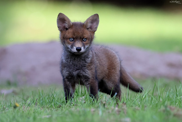 Red Fox Cub Greater Manchester 070523a