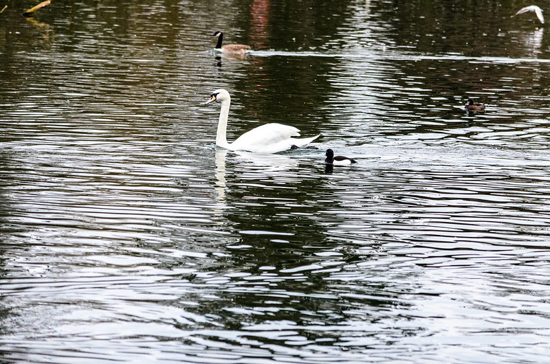 Follow that swan