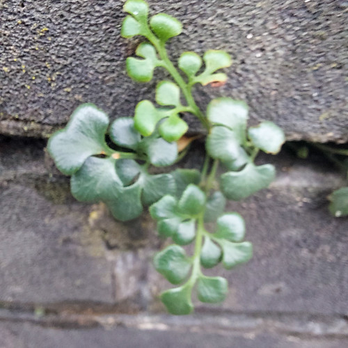 Wall-rue growing on a wall