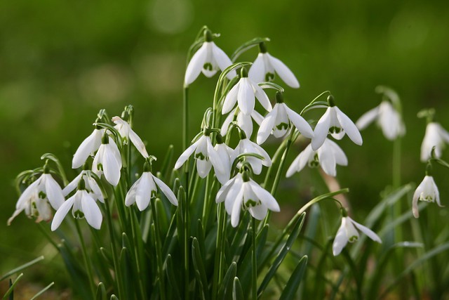 Perce-neige