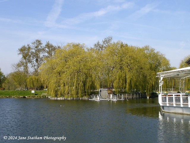 Water and Willow Wednesday.