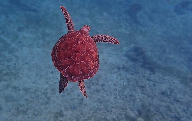 Sea Turtle in Tortola