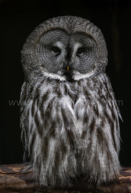 Scottish Owl Centre-30
