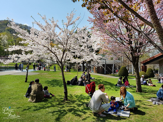 maruyama zoo sakura trees
