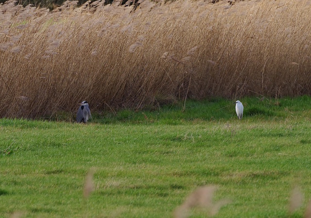 Heron and Little Egret at Oare