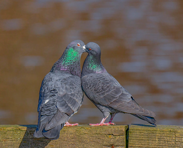 just a peck on Valentine's day