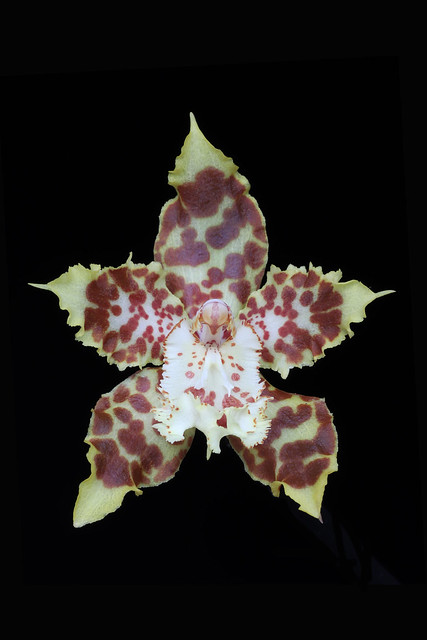 Odontoglossum hunnewellianum PdP019 2024 Fd