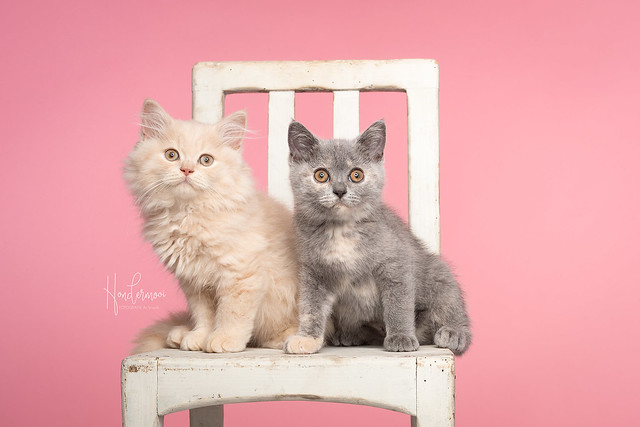 British shorthair kittens in studio contact info@hondermooi.be for licensing info