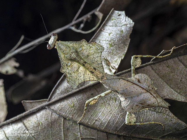Dead leaf mantis (Deroplatys lobata) - P1229675