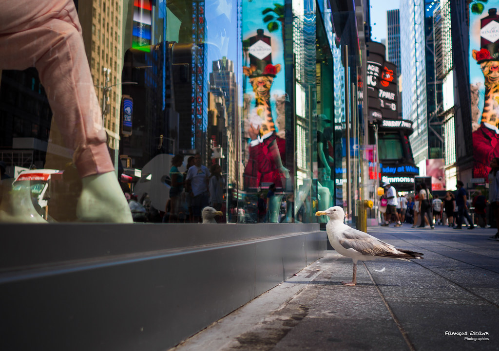 The New Yorkers - Times Square Seagull shopping