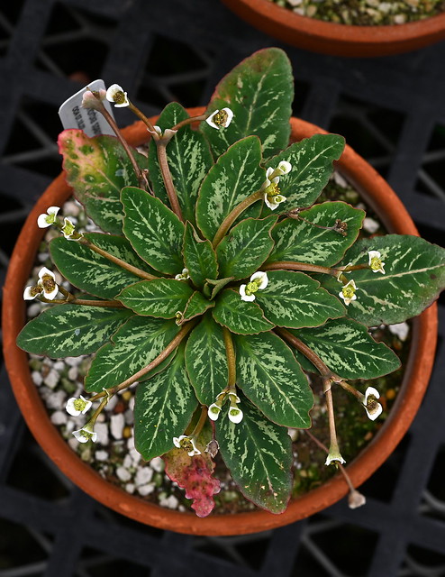 Euphorbia primulifolia - Jay Vannini