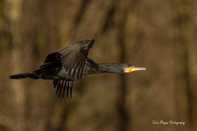 cormorant (2)