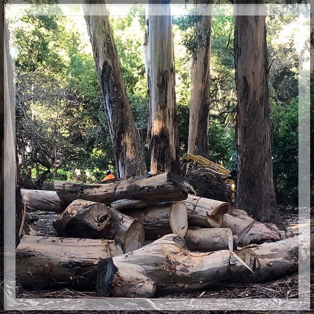 Cutting the Eucalyptus—Explore-d!