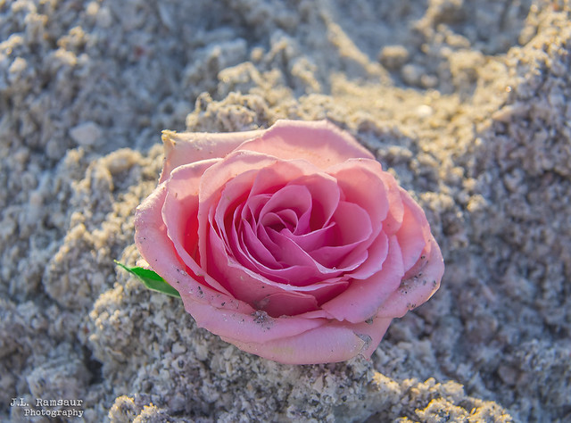 Pink Rose on the Beach - St. Pete Beach, Florida