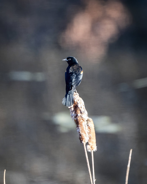 Red-winged blackbird perched on a cattail